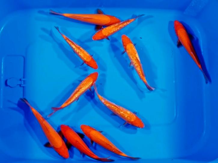 GINRIN BENIGOI growout win €500 met deze Heeschkoi challenge, Dieren en Toebehoren, Vissen | Vijvervissen, Karper of Koi