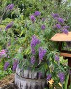 Buddleja davidii Wisteria Lane stekken/vlinderstruik, Tuin en Terras, Ophalen