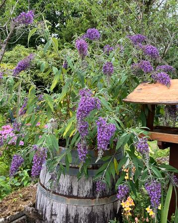 Buddleja davidii Wisteria Lane stekken/vlinderstruik beschikbaar voor biedingen