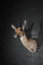 reedbok schedel taxidermy antelope opgezette rietbok africa, Ophalen, Gebruikt, Hert, Gewei of Kop