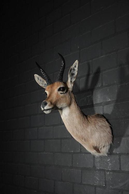 reedbok schedel taxidermy antelope opgezette rietbok africa, Verzamelen, Dierenverzamelingen, Gebruikt, Gewei of Kop, Hert, Ophalen