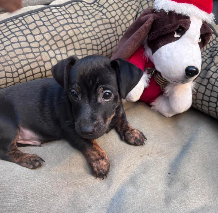 Jack Russel pup uit  geteste ouders, Dieren en Toebehoren, Honden | Jack Russells en Terriërs, Meerdere dieren, Jack Russell Terriër