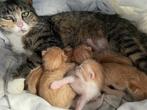 Kittens (rood), Meerdere dieren, Kortharig, 0 tot 2 jaar