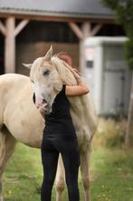 Stalvrijwilliger/paard verzorger gezocht in de Lier!, Dieren en Toebehoren, Pony's, Ruin, E pony (1.48m - 1.57m), 7 tot 10 jaar
