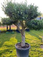 Een echte eyecatcher! Op terras / olijfboom pompon BL-3, 100 tot 250 cm, Olijfboom, Zomer, Ophalen