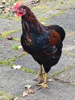 Jonge Haan, Dieren en Toebehoren, Pluimvee, Mannelijk, Kip