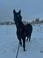 Gezocht : paddock paradise / kleinschalige stal