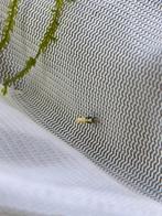 Blue boa/fishbone, Kreeft, Krab of Garnaal