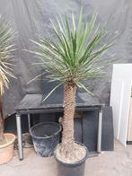 Yucca filifera 33, 180 cm, stam 100 cm, Ophalen of Verzenden, Vaste plant, Overige soorten, Volle zon