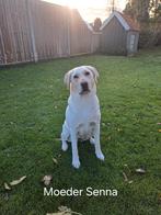 Nestaankondiging: Labrador pups, 8 tot 15 weken, Labrador retriever, Meerdere, Meerdere dieren