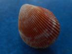Schelpen: Acrosterigma oxygona Sowerby gem 30mm, Verzenden, Schelp(en)