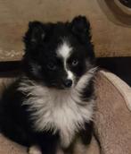 Pomsky pups 3f (mogen het nest verlaten), Keeshond, 8 tot 15 weken, Parvo, Meerdere