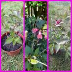 Weigelia Purpurea – sierlijke struik met paarse, Ophalen, Overige soorten, Struik, Minder dan 100 cm