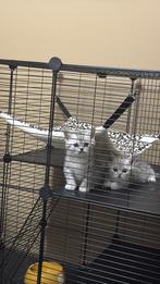 Britse korthaar te koop!, Dieren en Toebehoren, Katten en Kittens | Raskatten | Korthaar, Geslacht onbekend, 0 tot 2 jaar