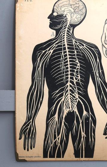 Educatieve wandplaat | vintage beschikbaar voor biedingen