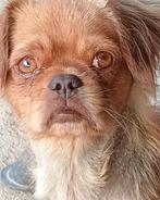 Kleine kruising pekinees zoekt baasje, Dieren en Toebehoren, Honden | Chihuahua's en Gezelschapshonden, Particulier, Rabiës (hondsdolheid)