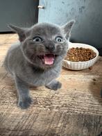 5 kittens te koop!, Dieren en Toebehoren, Katten en Kittens | Raskatten | Korthaar, Meerdere dieren, 0 tot 2 jaar