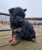 Duitse herder puppy langharige oudduitse pup met stamboom, Dieren en Toebehoren, Honden | Herdershonden en Veedrijvers, Nederland