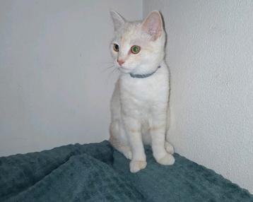 Prachtige Britse Korthaar Kitten beschikbaar voor biedingen