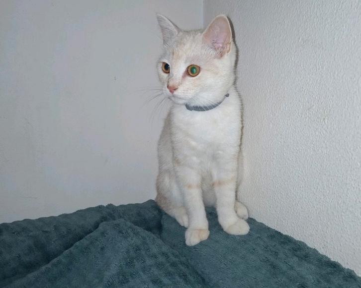 Prachtige Britse Korthaar Kitten, Dieren en Toebehoren, Katten en Kittens | Raskatten | Korthaar, Poes, 0 tot 2 jaar, Ontwormd