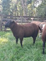 Mooie ooilammeren, Dieren en Toebehoren, Schapen, Geiten en Varkens, Vrouwelijk, Schaap, 0 tot 2 jaar
