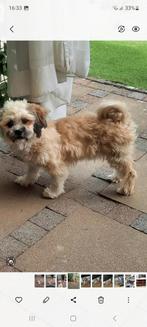 Boomer teefje 7 maanden, 15 weken tot 1 jaar, Overige rassen, CDV (hondenziekte), Teef