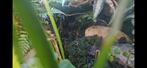 4x phyllobates vittatus in compleet bioactief vivarium, Amfibie, Met terrarium, 0 tot 2 jaar