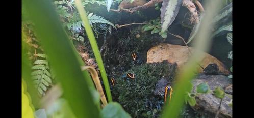 4x phyllobates vittatus in compleet bioactief vivarium, Dieren en Toebehoren, Reptielen en Amfibieën, Amfibie, 0 tot 2 jaar, Met terrarium