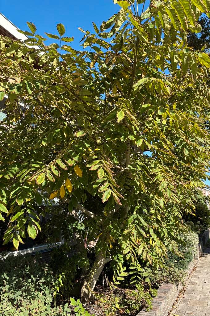 Winterharde Mantsjoerijse walnoot uit China en Siberië, Tuin en Terras, Planten | Bomen, Overige soorten, Volle zon, Lente, Ophalen of Verzenden