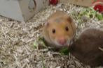 Hamster, Kooi, Hamster, Ophalen, Minder dan 60 cm