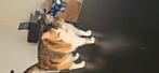 Lapjeskat, Dieren en Toebehoren, Poes, Kortharig, 6 jaar of ouder