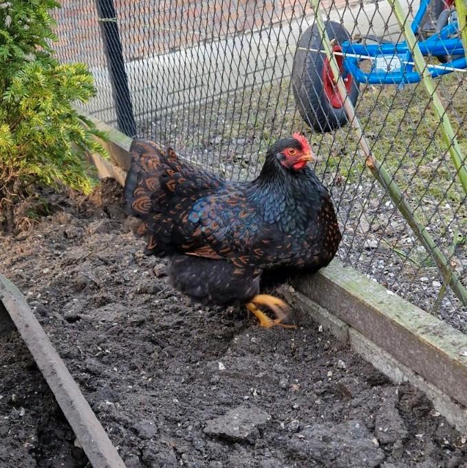 Barnevelder en Amrock hennen, Dieren en Toebehoren, Pluimvee, Kip, Vrouwelijk