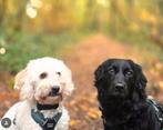 Boomer / doodle kruising pups verwacht rond kerst, Dieren en Toebehoren, December, Meerdere dieren