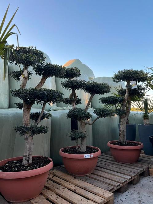 Uniek! Olijfbomen Pon Pon dikke stam, Tuin en Terras, Planten | Bomen, Olijfboom, 100 tot 250 cm, Volle zon, Zomer, Ophalen of Verzenden