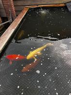 Complete koi vijver, Dieren en Toebehoren, Karper of Koi