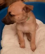 Mechelaar met Stafford, Dieren en Toebehoren, Honden | Herdershonden en Veedrijvers, Rabiës (hondsdolheid), 8 tot 15 weken, Teef