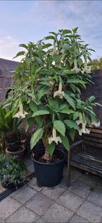Prachtige, dubbelbloemige oude Brugmansia, Overige soorten, 100 tot 250 cm, Zomer, Ophalen