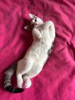 Lieve Kitten, Dieren en Toebehoren, Poes