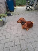 Standaard langharig teckelpups, September, Meerdere dieren