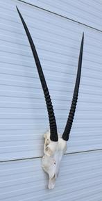 Grote schedel SPIESBOK / ORYX - met kiezen - ref. F, Ophalen, Gebruikt, Wild dier, Schedel