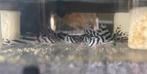 L46 Hypancistrus Zebra Pleco’s, Vis