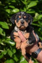 Hele mooie  rotweiller  maal buldog puppy's te koop  pups, 8 tot 15 weken, CDV (hondenziekte), Meerdere, Meerdere dieren