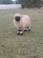 Mooie forse walliser dekram, Dieren en Toebehoren, Schapen, Geiten en Varkens, Mannelijk, Schaap, 0 tot 2 jaar