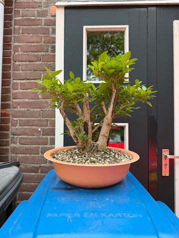 Liguster Bonsai Ligustrum Privet beschikbaar voor biedingen