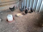 Australorp, Dieren en Toebehoren, Pluimvee, Vrouwelijk, Kip