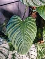 philodendron fuzzy petiole stek, Ophalen of Verzenden, Halfschaduw, Minder dan 100 cm
