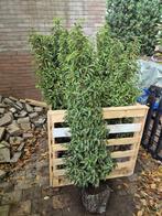 Portugese laurier haagplanten 125-150 cm direct beschikbaar!, Tuin en Terras, Planten | Struiken en Hagen, Ophalen of Verzenden