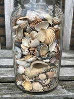 Schelpen. Een pot vol. Scheelt een rit naar de zee ;-), Ophalen, Schelp(en)