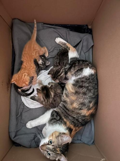 Kittens, Dieren en Toebehoren, Katten en Kittens | Overige Katten, Meerdere dieren, 0 tot 2 jaar