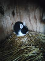 Super mooi klein rammetje 8 wk oud, Dieren en Toebehoren, Konijnen, Mannelijk, Dwerg, 0 tot 2 jaar